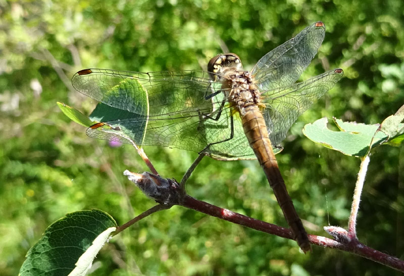 femmina di Sympetrum sanguineum